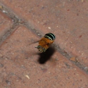 Amegilla sp. (genus) at Wellington Point, QLD - suppressed