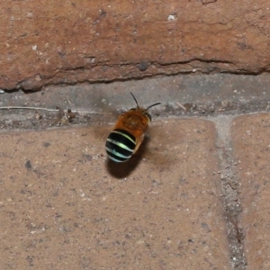 Amegilla sp. (genus) at Wellington Point, QLD - suppressed