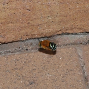 Amegilla sp. (genus) at Wellington Point, QLD - suppressed