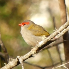 Neochmia temporalis (Red-browed Finch) at Wingecarribee Local Government Area - 18 Mar 2023 by Curiosity