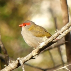 Neochmia temporalis (Red-browed Finch) at Wingecarribee Local Government Area - 19 Mar 2023 by Curiosity