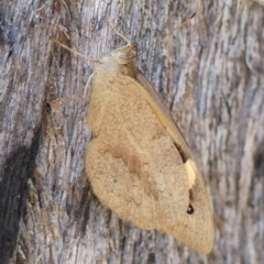 Heteronympha merope (Common Brown Butterfly) at Colo Vale - 19 Mar 2023 by Curiosity