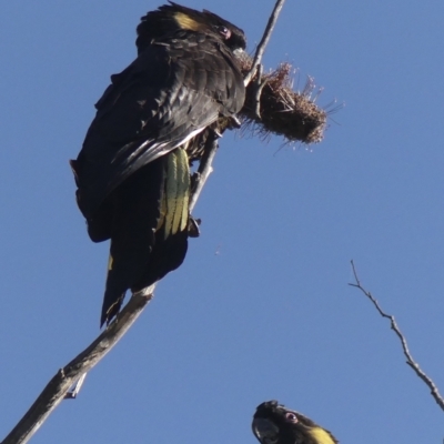 Zanda funerea (Yellow-tailed Black-Cockatoo) at Colo Vale, NSW - 18 Mar 2023 by Curiosity