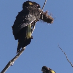 Zanda funerea (Yellow-tailed Black-Cockatoo) at Colo Vale, NSW - 18 Mar 2023 by Curiosity