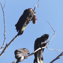 Zanda funerea at Colo Vale, NSW - 19 Mar 2023