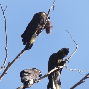 Zanda funerea at Colo Vale, NSW - 19 Mar 2023