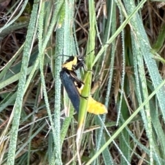 Chauliognathus lugubris (Plague Soldier Beetle) at Aranda, ACT - 31 Mar 2023 by KMcCue