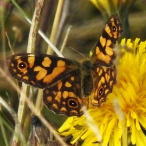 Oreixenica lathoniella at Cotter River, ACT - 31 Mar 2023 11:45 AM