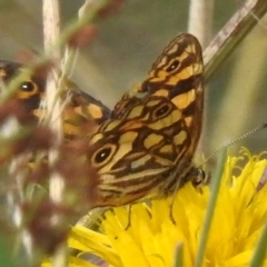 Oreixenica lathoniella at Cotter River, ACT - 31 Mar 2023