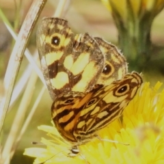 Oreixenica lathoniella at Cotter River, ACT - 31 Mar 2023 11:45 AM