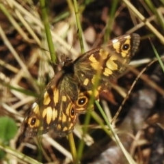 Oreixenica lathoniella (Silver Xenica) at Namadgi National Park - 31 Mar 2023 by JohnBundock