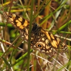 Oreixenica lathoniella at Cotter River, ACT - 31 Mar 2023