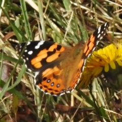 Vanessa kershawi (Australian Painted Lady) at Namadgi National Park - 31 Mar 2023 by JohnBundock