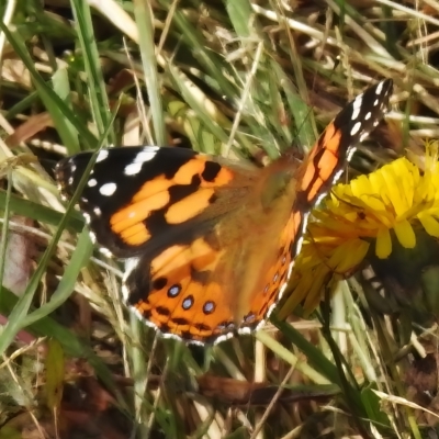 Vanessa kershawi (Australian Painted Lady) at Namadgi National Park - 31 Mar 2023 by JohnBundock