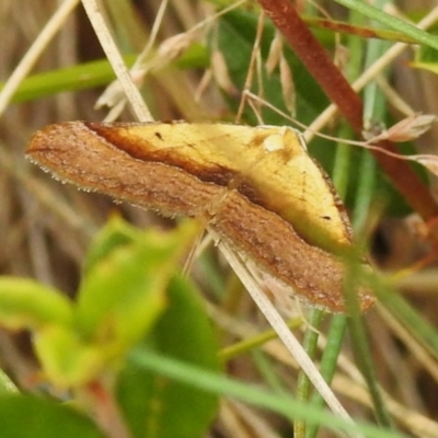 Anachloris subochraria (Golden Grass Carpet (Ennominae)) at Cotter River, ACT - 31 Mar 2023 by JohnBundock