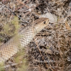 Pseudonaja textilis (Eastern Brown Snake) at Namadgi National Park - 31 Mar 2023 by SWishart