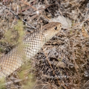 Pseudonaja textilis at Tennent, ACT - 31 Mar 2023 03:41 PM