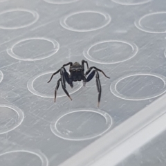 Sondra sp. (genus) (A jumping spider) at Broulee, NSW - 1 Apr 2023 by woyapp