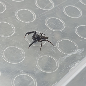 Sondra sp. (genus) at Broulee, NSW - 1 Apr 2023 11:03 AM