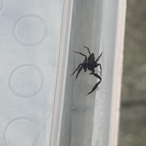 Sondra sp. (genus) at Broulee, NSW - 1 Apr 2023