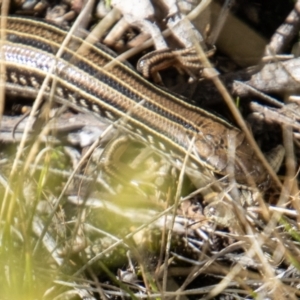 Ctenotus robustus at Tennent, ACT - 31 Mar 2023