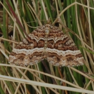 Chrysolarentia vicissata at Cotter River, ACT - 31 Mar 2023