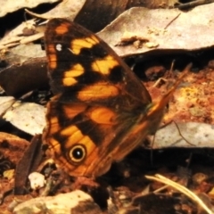 Heteronympha solandri (Solander's Brown) at Namadgi National Park - 31 Mar 2023 by JohnBundock