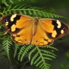 Heteronympha merope (Common Brown Butterfly) at Cotter River, ACT - 31 Mar 2023 by JohnBundock