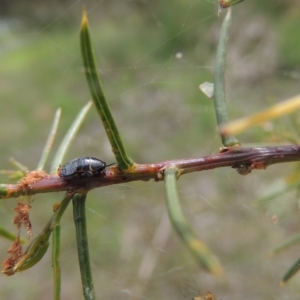 Acacia genistifolia at Bruce, ACT - 30 Oct 2022 02:47 PM