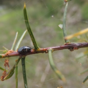 Acacia genistifolia at Bruce, ACT - 30 Oct 2022