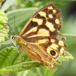 Heteronympha paradelpha at Cotter River, ACT - 31 Mar 2023 01:40 PM