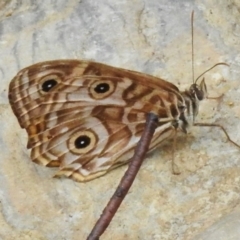 Geitoneura acantha (Ringed Xenica) at Cotter River, ACT - 31 Mar 2023 by JohnBundock