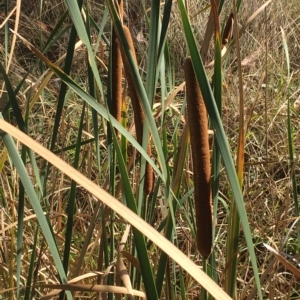 Typha orientalis at Hall, ACT - 1 Apr 2023