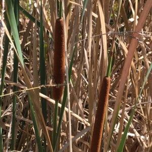 Typha orientalis at Hall, ACT - 1 Apr 2023