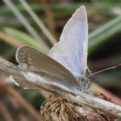 Zizina otis (Common Grass-Blue) at Cotter River, ACT - 31 Mar 2023 by JohnBundock