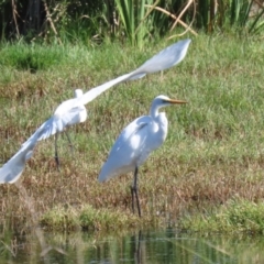 Ardea alba (Great Egret) at Fyshwick, ACT - 31 Mar 2023 by RodDeb