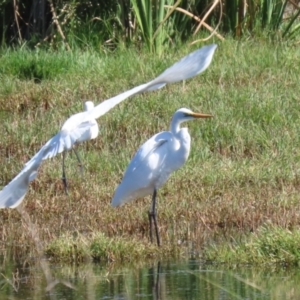 Ardea alba at Fyshwick, ACT - 31 Mar 2023