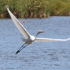 Ardea alba at Fyshwick, ACT - 31 Mar 2023 12:46 PM