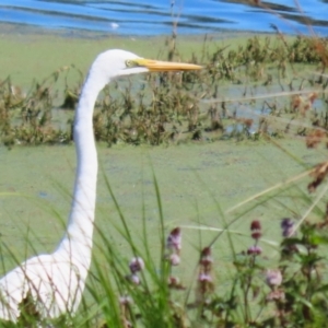 Ardea alba at Fyshwick, ACT - 31 Mar 2023