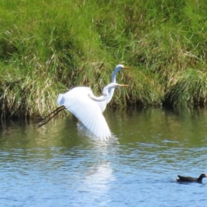 Ardea alba at Fyshwick, ACT - 31 Mar 2023