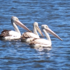 Pelecanus conspicillatus (Australian Pelican) at Jerrabomberra Wetlands - 31 Mar 2023 by RodDeb