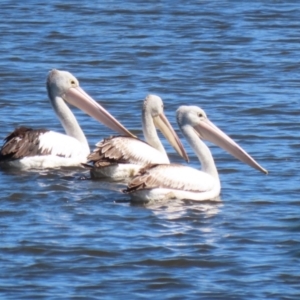 Pelecanus conspicillatus at Fyshwick, ACT - 31 Mar 2023 11:53 AM