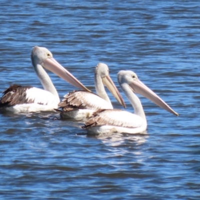 Pelecanus conspicillatus (Australian Pelican) at Fyshwick, ACT - 31 Mar 2023 by RodDeb