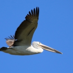 Pelecanus conspicillatus at Fyshwick, ACT - 31 Mar 2023 11:53 AM