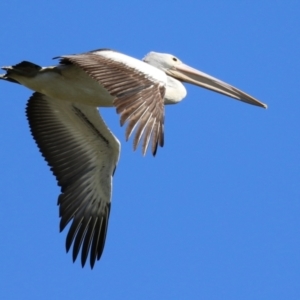 Pelecanus conspicillatus at Fyshwick, ACT - 31 Mar 2023 11:53 AM