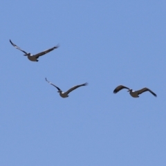 Pelecanus conspicillatus at Fyshwick, ACT - 31 Mar 2023 11:53 AM