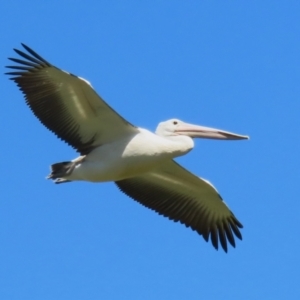 Pelecanus conspicillatus at Fyshwick, ACT - 31 Mar 2023 11:53 AM