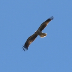 Haliastur sphenurus (Whistling Kite) at Jerrabomberra Wetlands - 31 Mar 2023 by RodDeb