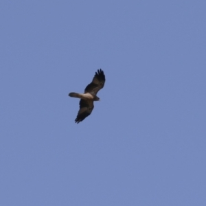 Haliastur sphenurus at Fyshwick, ACT - 31 Mar 2023