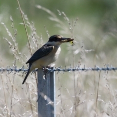 Todiramphus sanctus at Fyshwick, ACT - 31 Mar 2023 12:15 PM